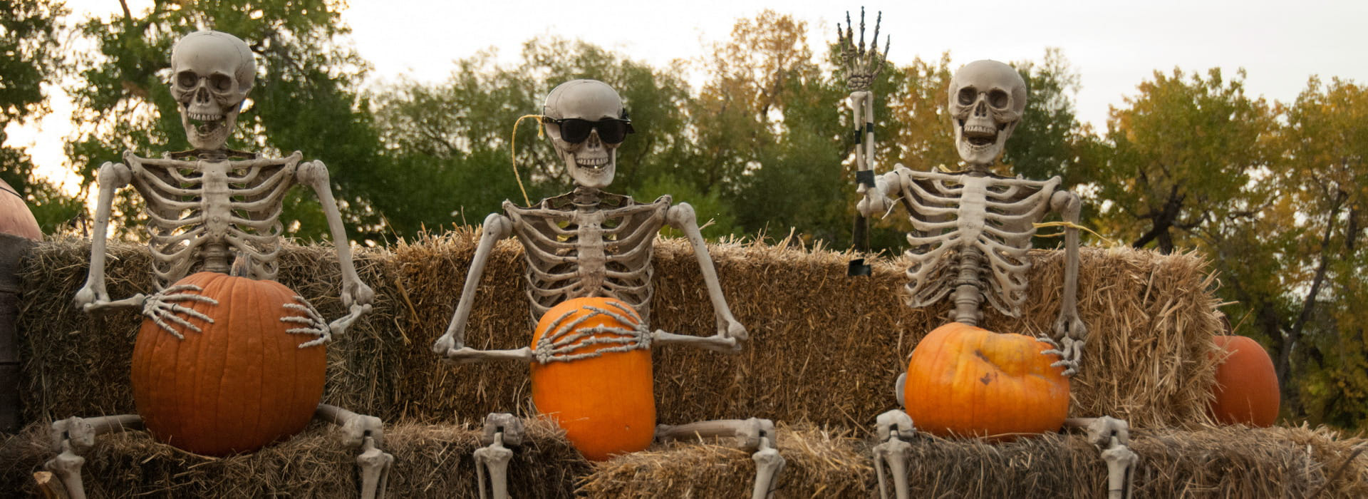 Skeletons and pumpkins on a hayrdie