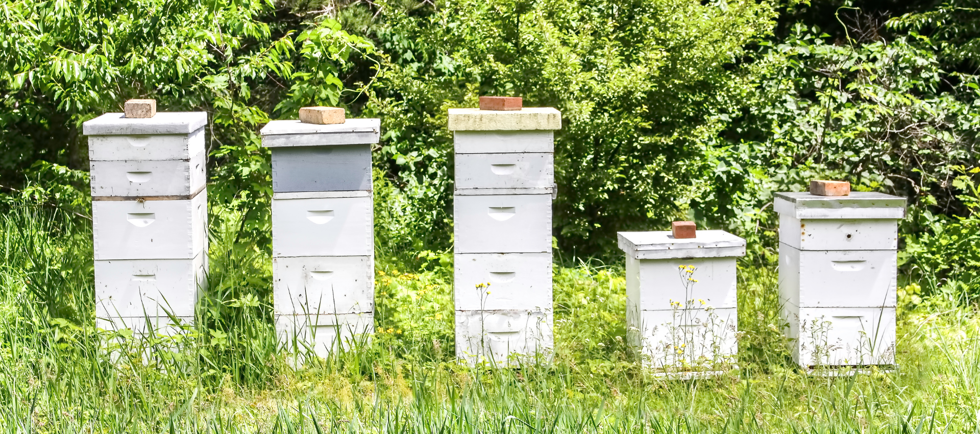 bee hives