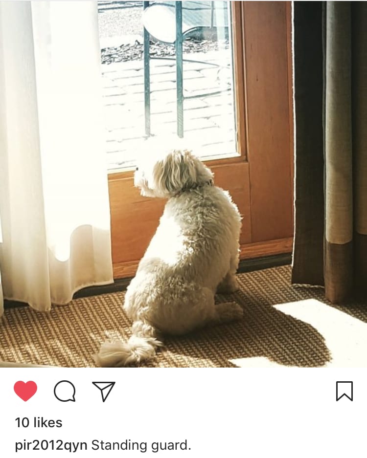 lake geneva dog friendly hotels lake geneva dog friendly hotels
